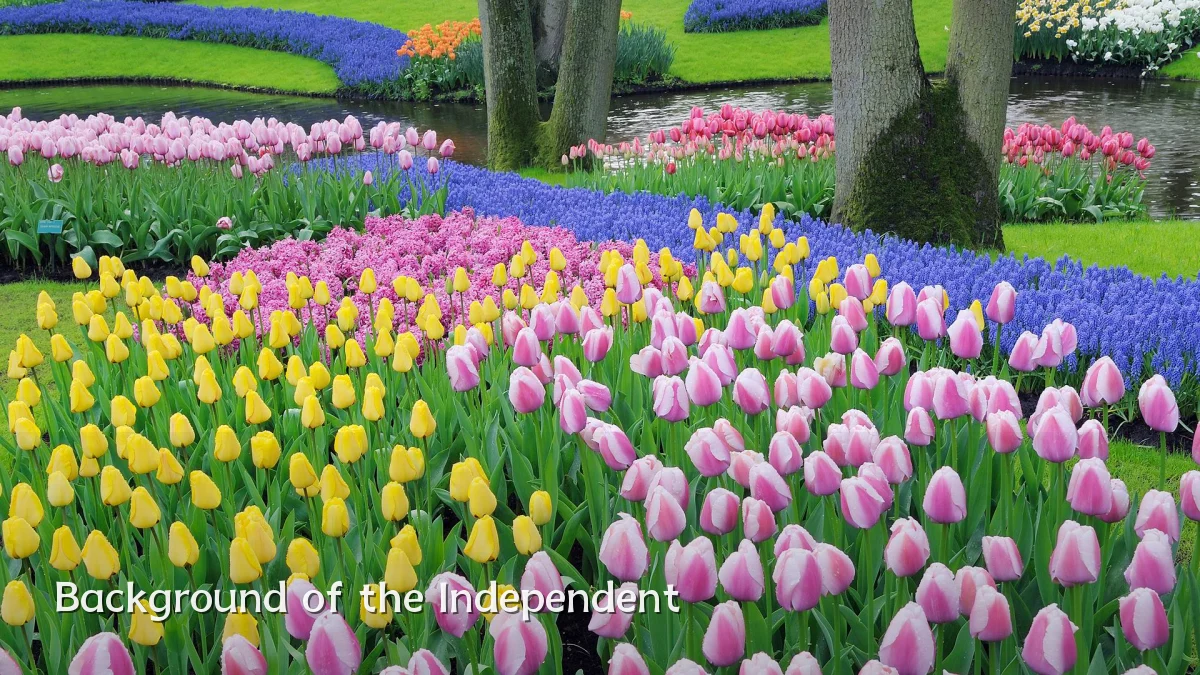 Background of the Independent