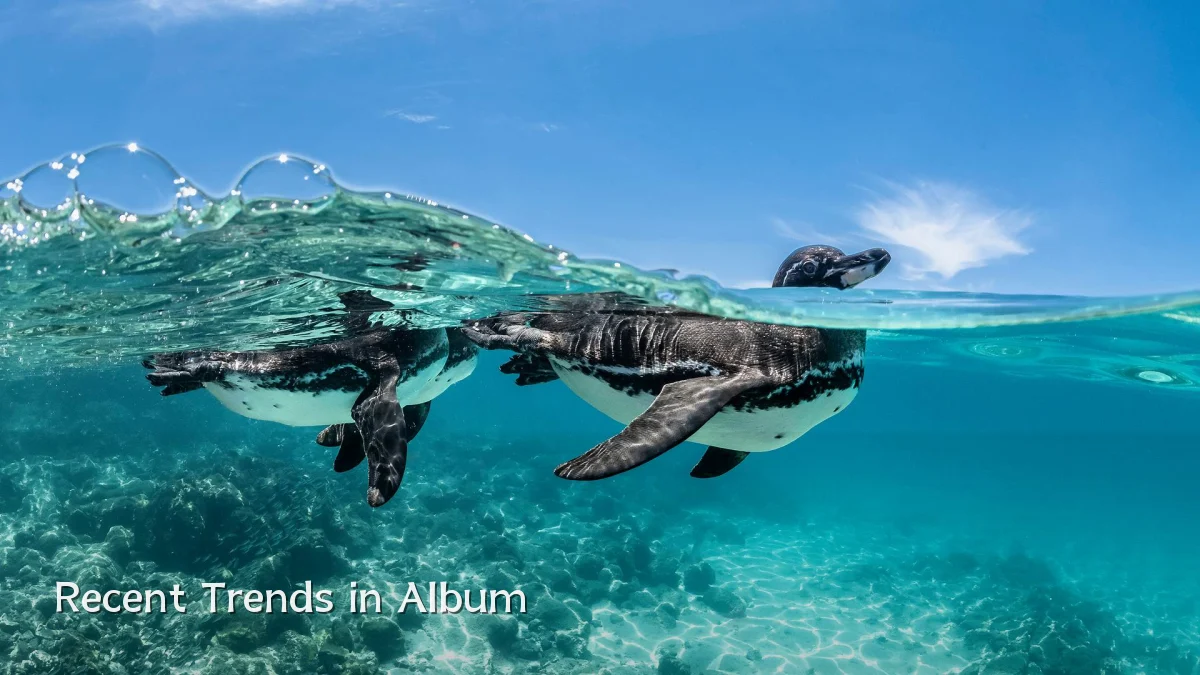 Recent Trends in Album